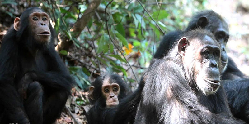 4 Days Kibale Forest National Park Tour