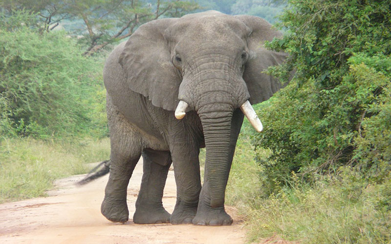 6 Days Queen Elizabeth National Park Tour